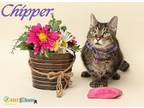 Adopt Chipper a Domestic Short Hair