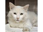 Adopt Eloise a Domestic Long Hair, Domestic Short Hair