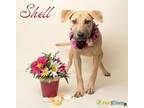 Adopt Shell a Labrador Retriever, Mixed Breed
