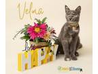 Adopt Velma a Domestic Short Hair