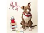 Adopt Molly a American Staffordshire Terrier, Mixed Breed