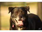 Adopt Jim a Black - with White Labrador Retriever dog in Lone Oak, TX (31392567)