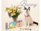 Adopt Bunny a Domestic Short Hair