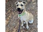 Adopt Ada a Shepherd, Pit Bull Terrier