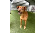 Adopt Blanche a Labrador Retriever, Vizsla