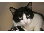 Adopt Minnie a Domestic Short Hair