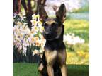 Adopt Monica a Shepherd