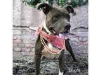 Adopt Dulce a Pit Bull Terrier