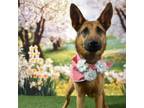 Adopt Rachel a Shepherd