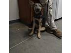 Adopt phoebe a Shepherd