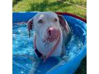 Adopt Beatrice a Pit Bull Terrier