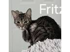 Adopt Fritzie a Domestic Short Hair