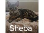 Adopt Sheba a Domestic Short Hair