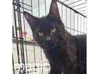 Adopt Magic a Domestic Medium Hair