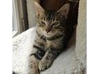 Adopt Winx a Domestic Short Hair