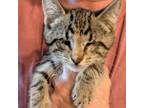 Adopt Stevie a Domestic Short Hair