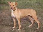 Adopt Cupcake a Red/Golden/Orange/Chestnut Whippet / Staffordshire Bull Terrier