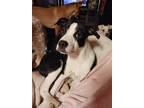 Adopt Brenie a Black - with White Mixed Breed (Medium) / Mixed dog in Poland
