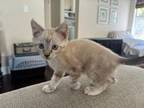 Adopt Lottie a Siamese, Domestic Short Hair