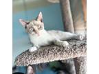 Adopt Marlis a Domestic Short Hair