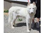 Adopt Amethyst a Husky, Shepherd