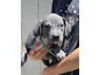 Adopt Moonstone a Pit Bull Terrier, Mixed Breed