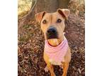 Adopt Spirit a Tan/Yellow/Fawn - with White Boxer / Mixed dog in KEMPNER