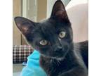 Adopt Ember a Domestic Short Hair