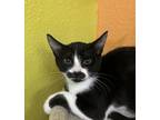 Adopt Jolteon a Domestic Short Hair