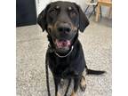 Adopt Daisy May a Black Labrador Retriever
