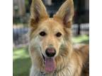 Adopt Kali - ECAS a Belgian Shepherd / Tervuren, Rough Collie