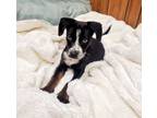 Adopt Puppy 26142 (Ramona) a Cattle Dog, Border Collie
