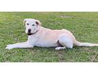 Adopt Madge/Daisy Mae a Labrador Retriever / Mixed dog in Darlington