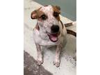 Adopt May a Cattle Dog, Mixed Breed