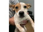 Adopt Merry a Cattle Dog, Mixed Breed