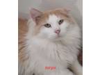 Adopt Sergi a Cream or Ivory (Mostly) Domestic Longhair (long coat) cat in