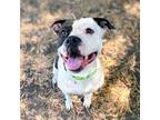 Adopt Xochi a Pit Bull Terrier