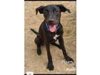 Adopt Olsen a Black Mixed Breed (Medium) / Mixed dog in Calexico, CA (37665235)
