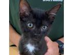 Adopt Terri a Domestic Short Hair