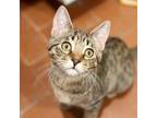 Adopt Biscotti a Domestic Short Hair