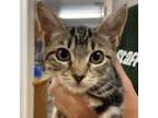 Adopt Amy a Domestic Short Hair