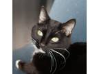 Adopt Lillith a Domestic Short Hair