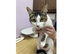 Adopt Maisy Mae (bonded to Charlie) a Domestic Short Hair