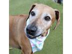 Adopt Ryka a Rhodesian Ridgeback, Mixed Breed