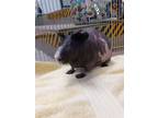 Adopt Softball a Guinea Pig