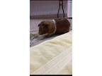 Adopt Gymnastics a Guinea Pig