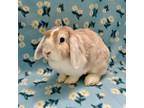Adopt Honey Bunny Bun a Lop Eared