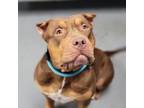 Adopt Bubbles a Mixed Breed