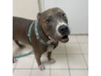 Adopt Sasha a Pit Bull Terrier