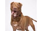 Adopt Mia a Labrador Retriever